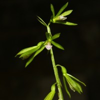Nervilia concolor (Blume) Schltr.
